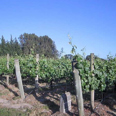 Pearlessence Vineyard Inn Sebastopol Extérieur photo