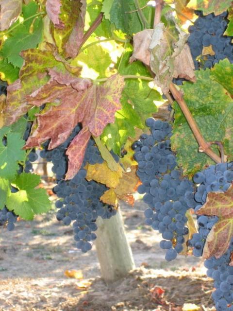 Pearlessence Vineyard Inn Sebastopol Extérieur photo