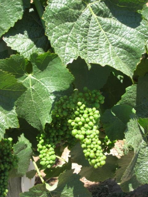 Pearlessence Vineyard Inn Sebastopol Extérieur photo