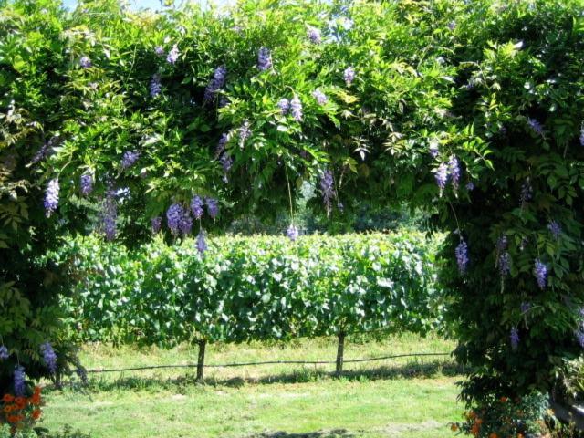 Pearlessence Vineyard Inn Sebastopol Extérieur photo