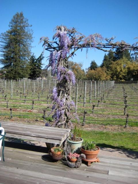 Pearlessence Vineyard Inn Sebastopol Extérieur photo