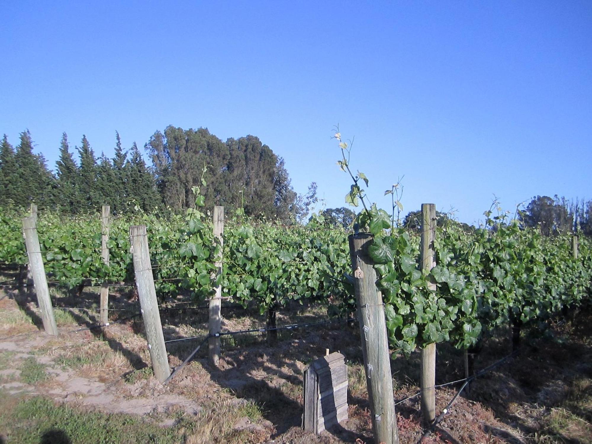 Pearlessence Vineyard Inn Sebastopol Extérieur photo