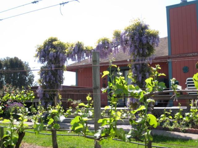 Pearlessence Vineyard Inn Sebastopol Extérieur photo